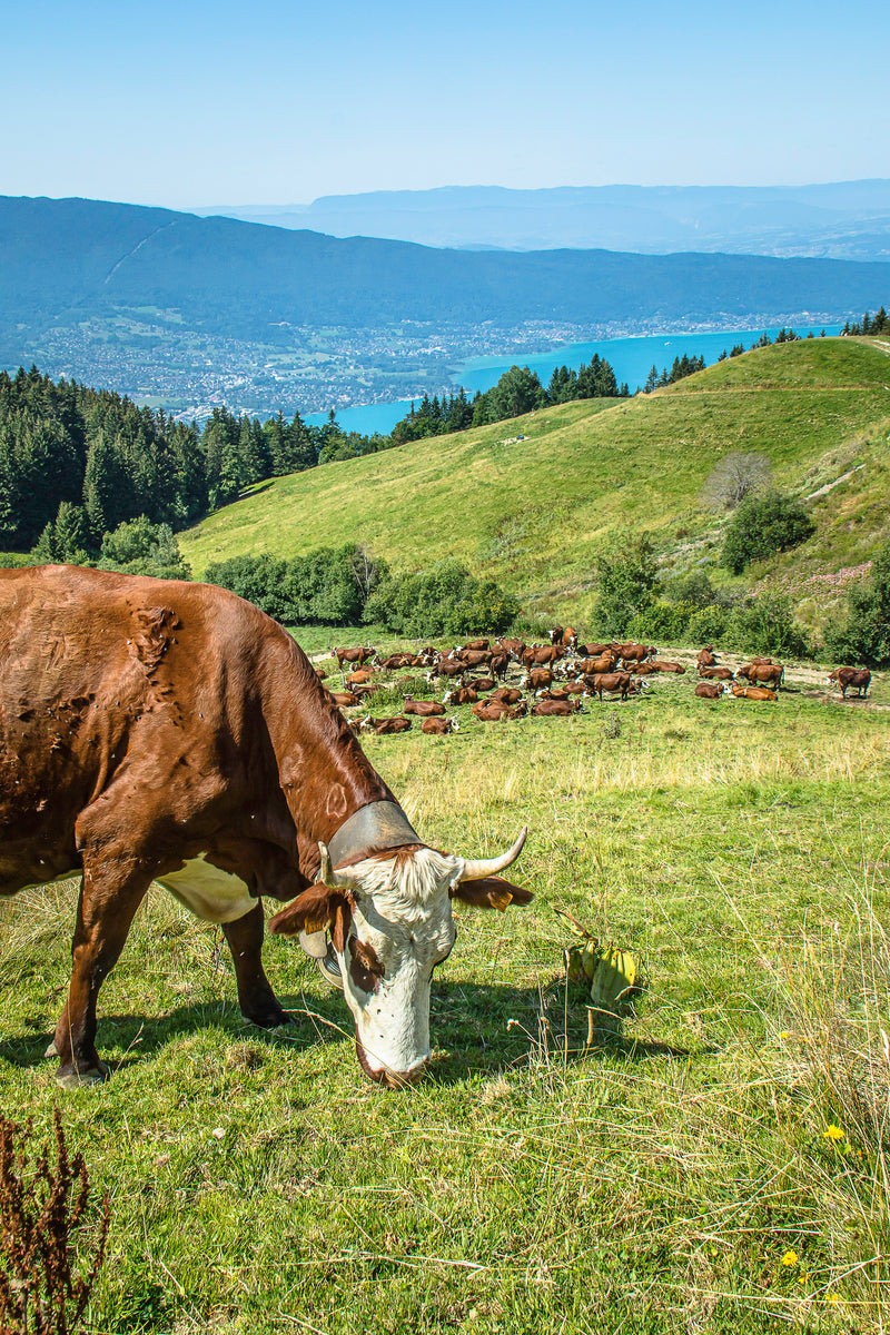 Fromageries Chabert