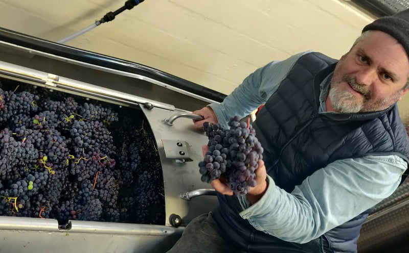 Llewellyn's Orchard
